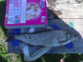 На севере Пермского края таких тягают, в ХМАО, в КОМИ, да везде, где не ступает нога человека. Я на Ирени ловил у Кунгура, весов не было, но когда его засолил и порезал, 0,7кг. банка вышла полная.