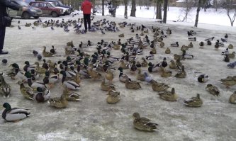 У нас в городе живет банда этих пушистых. Причем они даже на зиму не улетают. Тусят возле магазина и разводят жалосливых жителей на еду.