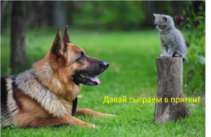 Кошки умнее и хитрее собак