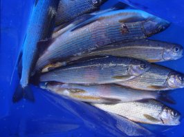 Большой Хариус на Удочку