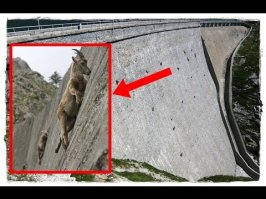 Животные с суперспособностями