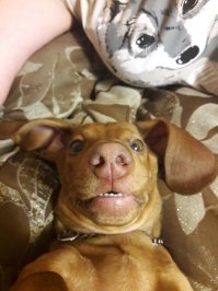 Жорик) с розовым носом)