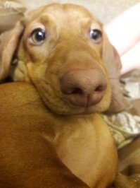 Жорик) с розовым носом)