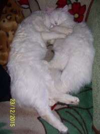 20 кошек, которые плевать хотели на твоё личное пространство