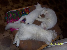 20 кошек, которые плевать хотели на твоё личное пространство