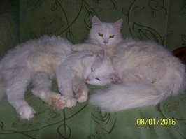 20 кошек, которые плевать хотели на твоё личное пространство