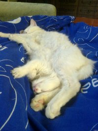 20 кошек, которые плевать хотели на твоё личное пространство