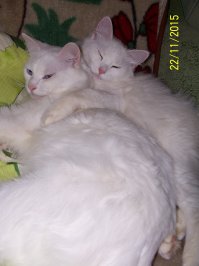 20 кошек, которые плевать хотели на твоё личное пространство