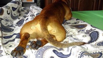 Чойта мало? Вот, такса стандартная, вид сзади.