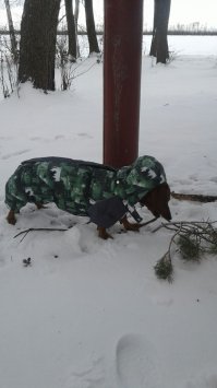 Мой мохнарылик:)