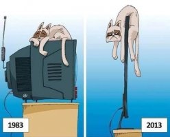 20 кошек, которые плевать хотели на твоё личное пространство