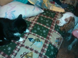 Говорят: "...потому что кот должен быть в курсе!". Так вот, камрады, что я вам скажу: кот  ваааще ничего не знает! По сравнению с собакой. Вот кто воистину участвует во всех делах, начиная от мытья полов и заканчивая сексом. Причем, если кошка только смотрит, то собака всячески старается помочь! Все это я понял, всю жизнь живя с кошками и  в сорок с лишним заведя спаниэля.