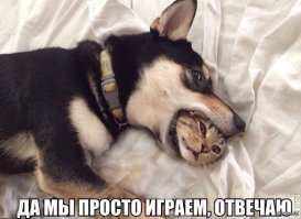 Кот, выросший среди псов, работает "провокатором" в центре подготовки служебных собак