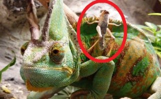 Самый крупный, а охотник никакой!