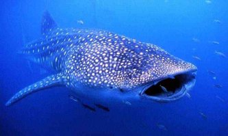 это гигантская или исполинская акула, вот китовая