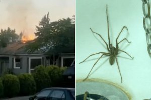 Это было в начале. а  потом мы видим такие новости:

24-летний мужчина, который жил в доме со своей матерью, использовал баллончик с краской и зажигалку, чтобы попытаться избавиться от насекомого в прачечной, в результате чего вспыхнул пожар. В итоге, попытка избавиться от насекомого импровизированным способом обошлась мужчине в $60 000