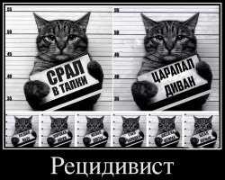 Как пристыдить кошку, если она оборзела