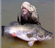 Водится в водах Австралии рыбка барамунди, местная разновидность морского окуня. Ловят эту рыбу местные жители уже много веков подряд специальными ловушками и стала рыбка своеобразным символом материка. Начиная с семнадцатого века рыба попала и в другие регионы планеты, а в последние десятилетия, барамунди стали даже искусственно разводить в прудах на юго-востоке Азии, этому способствовала всеядность рыбы, с ее кормлением нет проблем. Получила рыба свое признание за великолепный вкус. С точки зрения кулинарии, рыба находится в разряде деликатесов, хотя и является вполне доступной для всех слоев населения. Рыба ведет себя в природе довольно вяло и, при некотором навыке, местные жители могут ее вылавливать прямо сеткой, которую держат в руках.