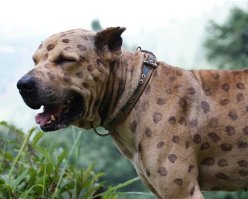 Банки собачке ставили?