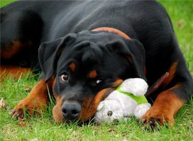 У каждого свои любимцы. Меня просто завораживает порода Ротвейлер. Что бы не говорили, чего бы не писали, но я держу эту породу уже 20 лет. Было 2 кобеля. Сейчас 3-й. Обоожают они детей. Если правильно воспитывать - лучшего охранника и друга для ребёнка просто не найти. Мега умные. Никогда небыло никаких неприятных моментов. Всегда есть тонкости в содержании. Своего не выкладываю - нет под рукой фото, но сама порода, на мой взгляд - шедевр. Умны, преданны, добры, но имеют свой характер, своё мнение. ОБОЖАЮ!!!