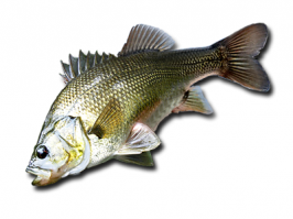 да, так и есть- это австралийский окунь