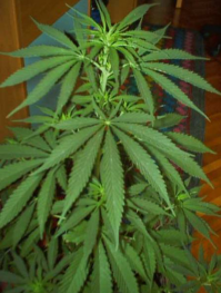 А там точно только алкоголь был? Смех, какой-то прикольный?! Может на халяву еще чего добавили?