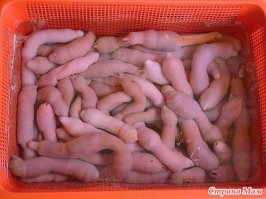 Когда вопросов больше, чем ответов