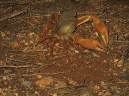 ихний краб. Дали ему имя Степан. Перебегал нам дорогу. Остановились. Степан вел себя агрессивно. Пытался буянить и клац-клацнуть чего-нибудь