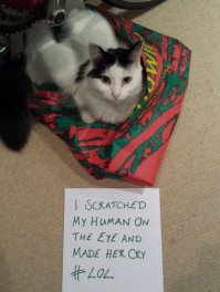 не совсем точный перевод. написано "оцарапал глаз своему человеку и заставил ее плакать". Намек на то, что котэ точно знает кто тут хозяин, а кто питомец))