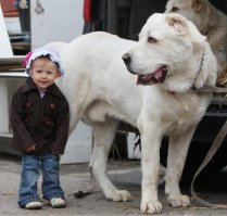 А как же я?)
На фото туркменский волкодав, он же среднеазиатская овчарка, он же алабай)