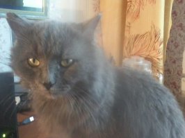 имела кота со страстью к шоколаду , кедровым орехам и ирису детскому. пса любителя блинов с клубничным вареньем и сейчас живет кот что без ума от жаренных семечек. постоянно хожу подметать у лавочки шелуху что мои подруги- бабульки намусорят будет есть даже ее.вес кота 6,5 кг не кастрат просто аппетит хороший и ест все подряд. не взыщите за вид.недавно подрался во дворе за право его единоличного обладания