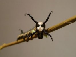 Для тех, кого не пробрал вид гусеницы Брамея Уоплиха в профиль, нашла ее же в фас: