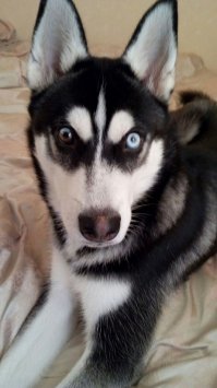 А это мой Гром. Правда малыш еще. 6 месяцев и 20 кг.