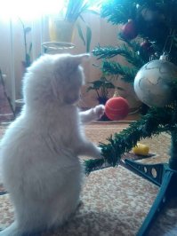 Kак наказать его, он притворяется ангелом :)