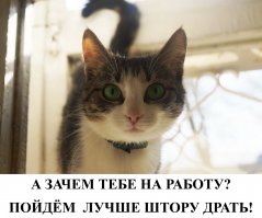Мои Кошки