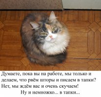 Мои Кошки