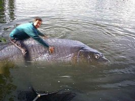 А я по выходным на реке Урал катаюсь верхом на сазанах. Это правда!