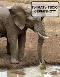 Веселые картинки