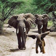 Вставлю и свои 5 копеек.. вернее, слонят:)