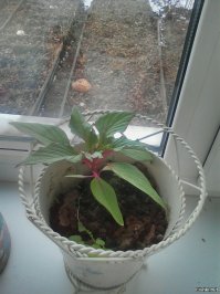 Купили семена мухоловки. И получили ....