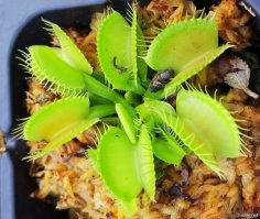 Купили семена мухоловки. И получили ....