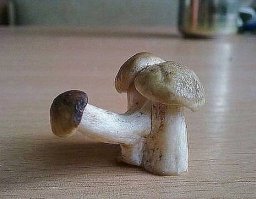 Хотите классики? Их есть у меня.