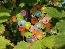 А как же без крыжовника?