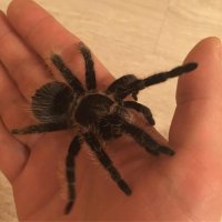 Тоже иногда по дому ходит...