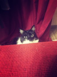 Пачка доказательств: коты точно звери с причудами