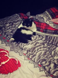 Пачка доказательств: коты точно звери с причудами