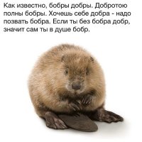 Достали с мылом: Толстый бобер застрял в заборе