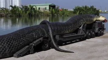 Пост восторга и восхищения самой большой змеей - анакондой