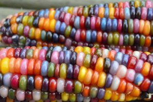 Ну вот, например, что в Аризоне вырастили пару лет назад. Я не знаю, как именно. Видимо, слекция нехилая проводилась. Но было мнение, что, мол, когда-то вся кукуруза такой была. И только потом распространение получили неприхотливые в выращивании кормовые сорта привычного желтого цвета (тоже селекционные).