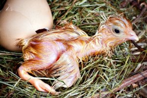 Свежевылупившийся цыпленок выглядит так, пока под курицей не обсохнет.